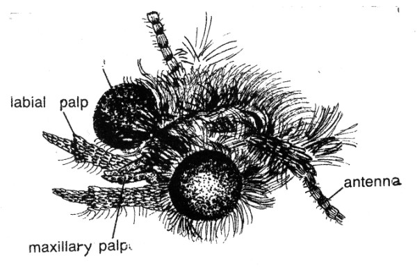 Head of Haplotinea ditella (Tineidae, after Zagulyaev, 1964).